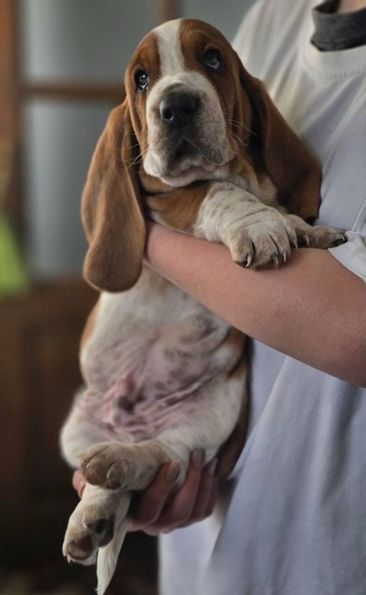 Щенки хаунда