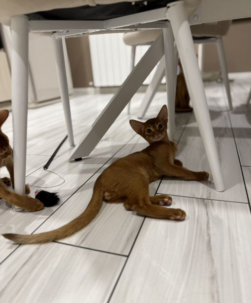 Абиcсинскиe чистoкровные котята