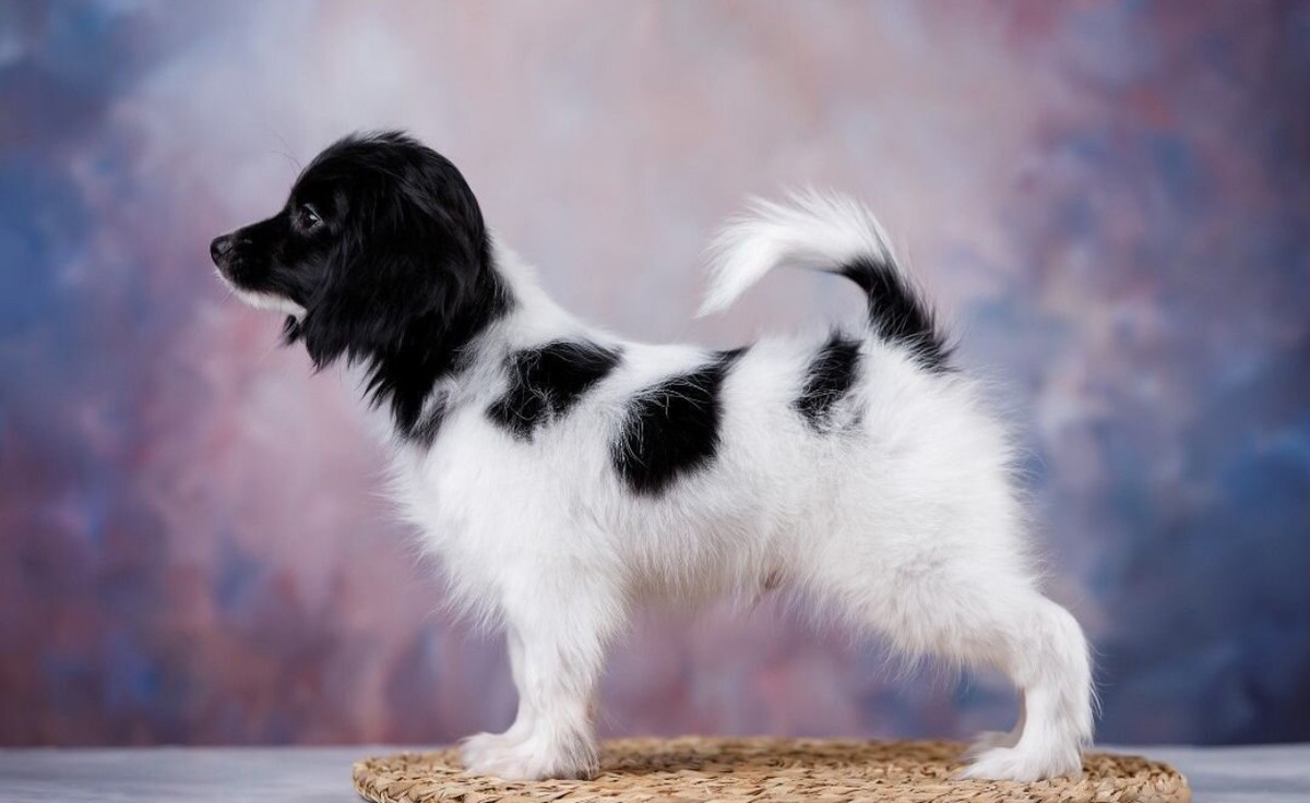 Щенок Фален (папийон)