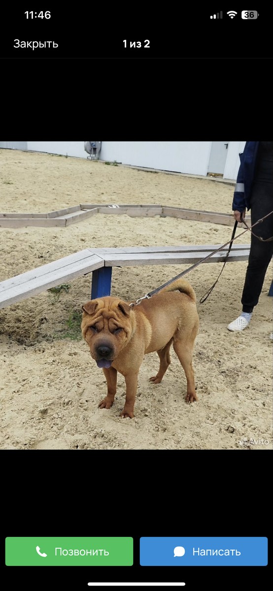 Шарпей в поиске дома