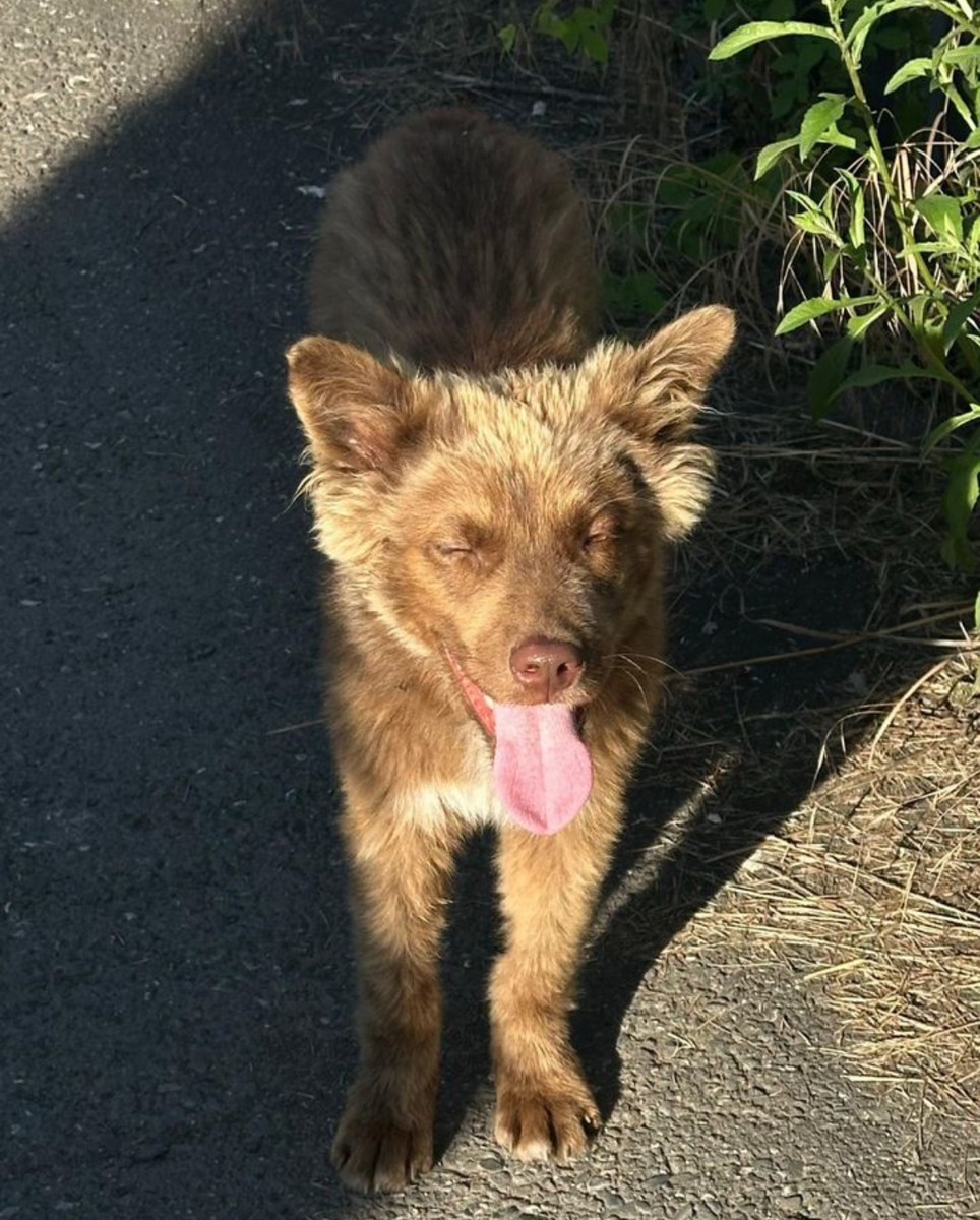 Красивый щенок с улицы