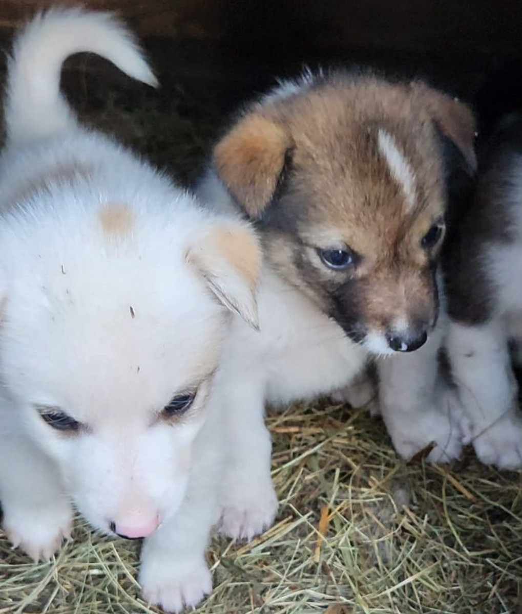 Щенки сибирской лайки