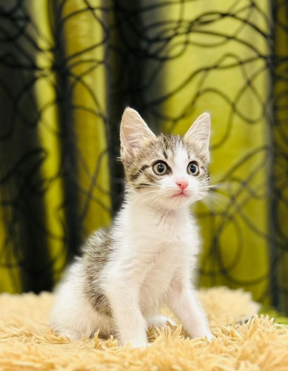 Трехцветный котенок