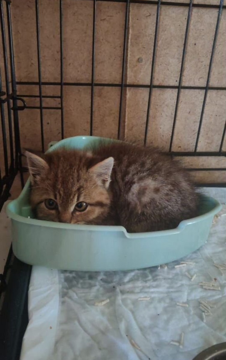 Котенок в добрые руки