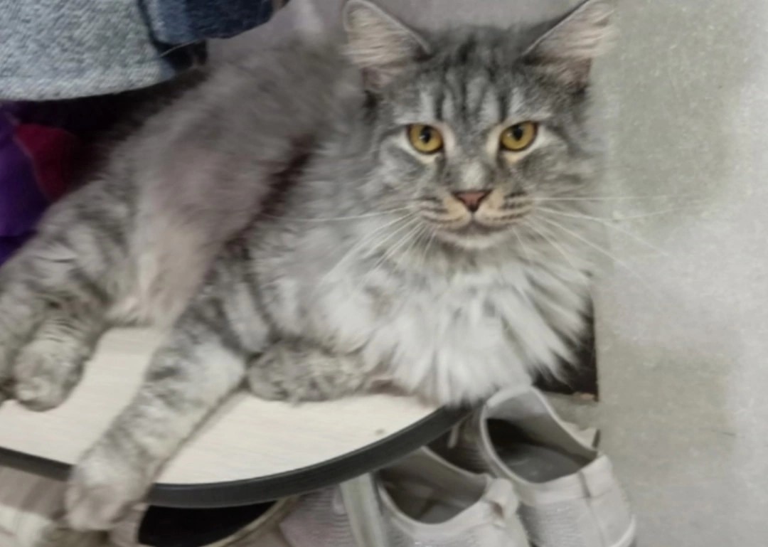 Кошки и котята