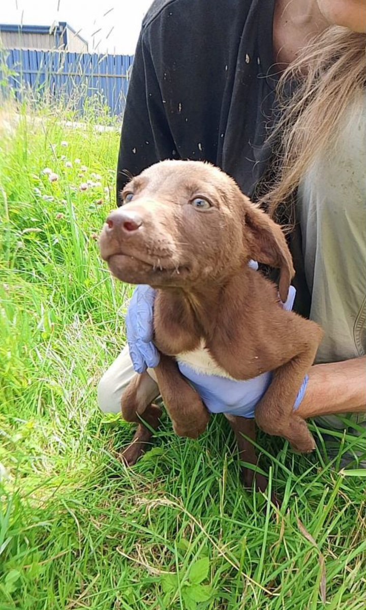 Щенки в добрые руки