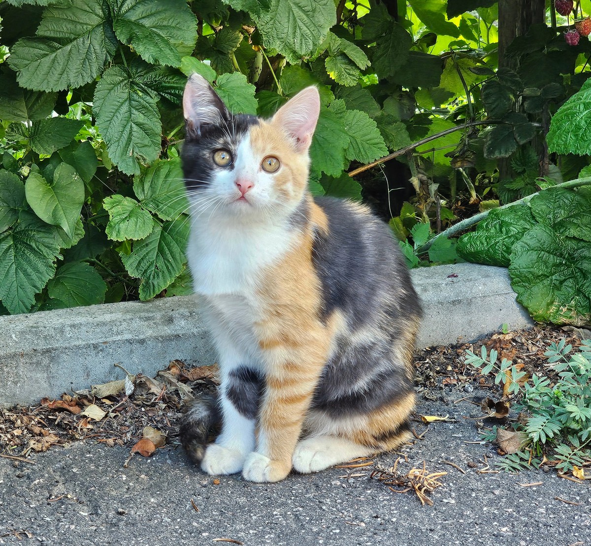 Кошечка в добрые руки