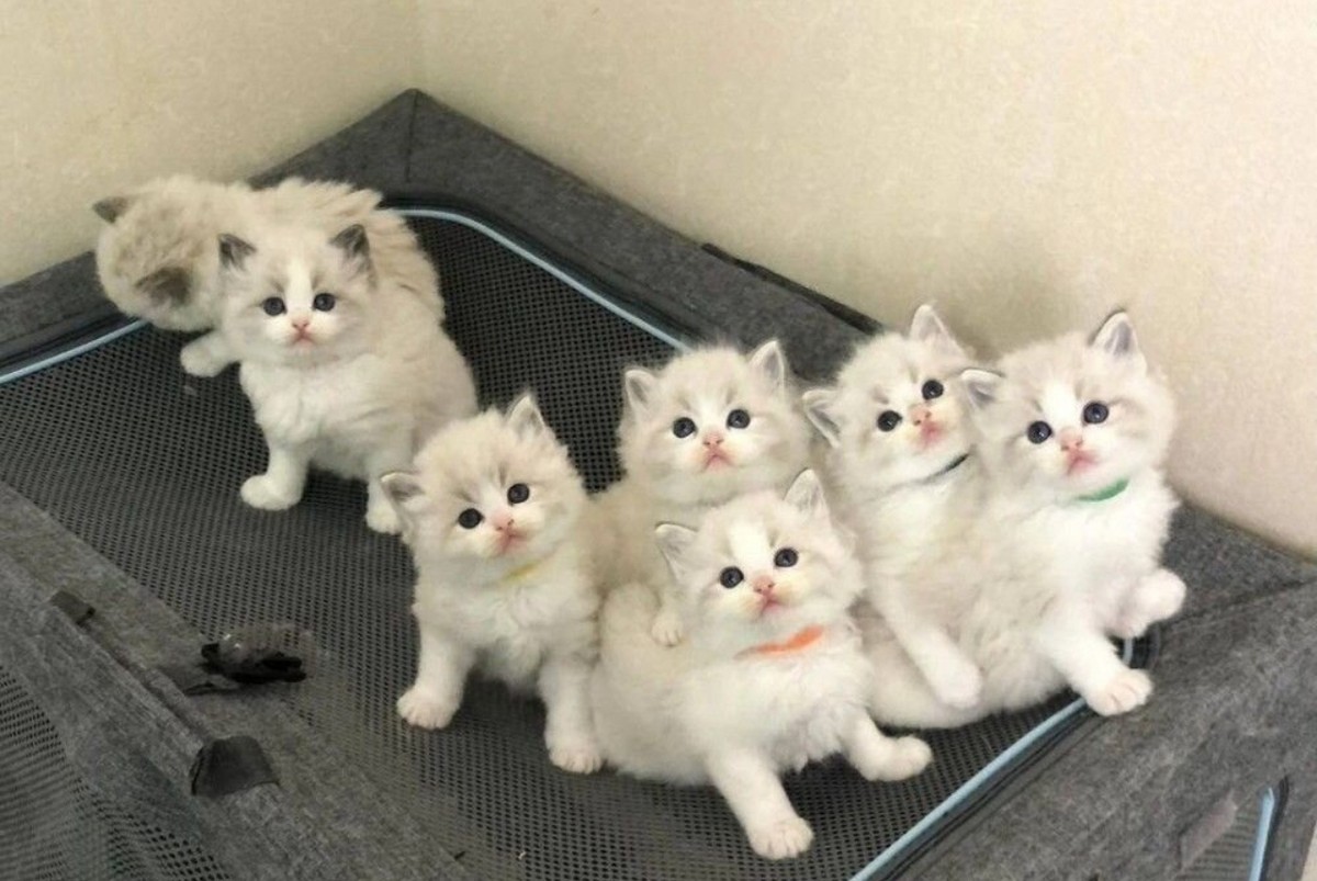 Котята рэгдолл