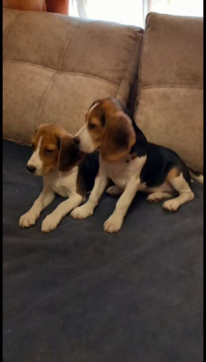 Щенки бигль