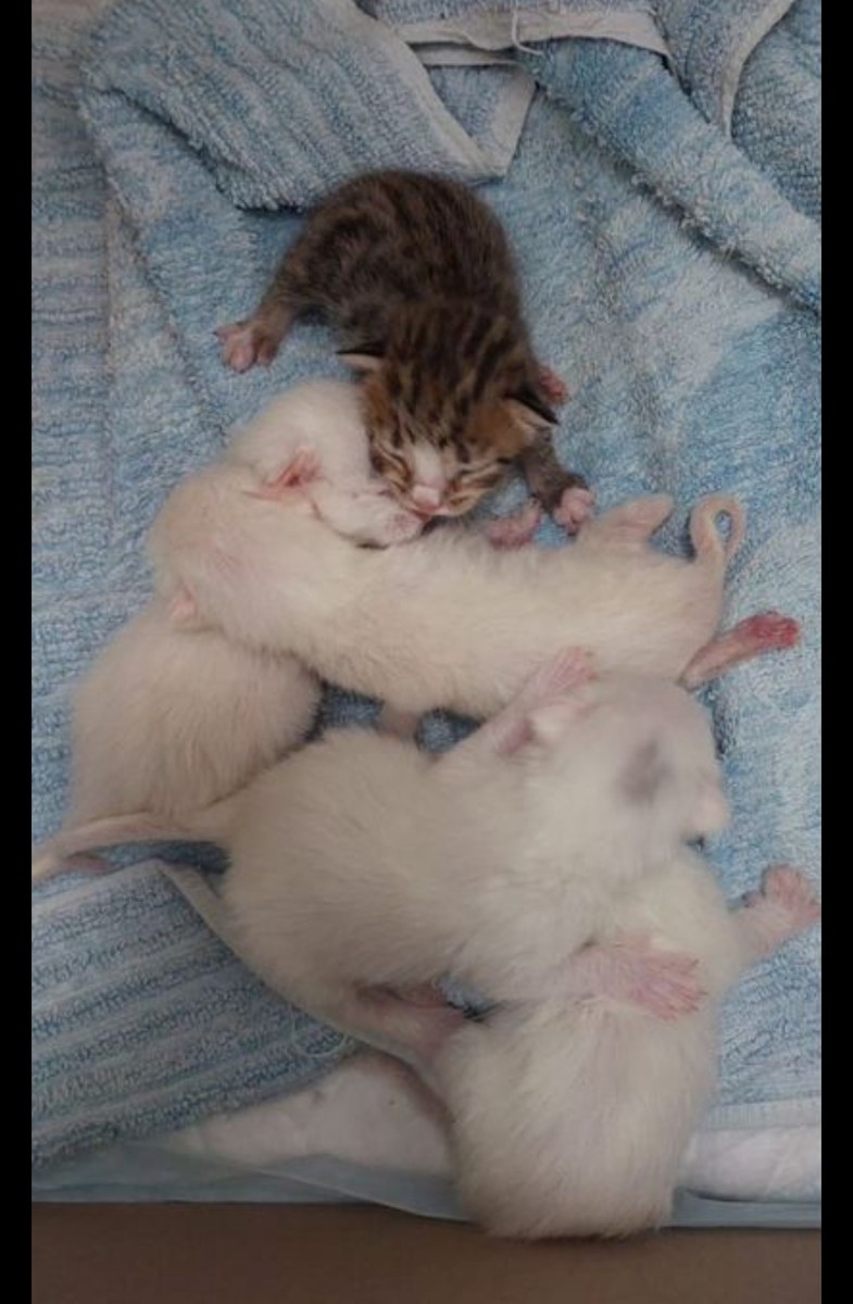 Бронь котята