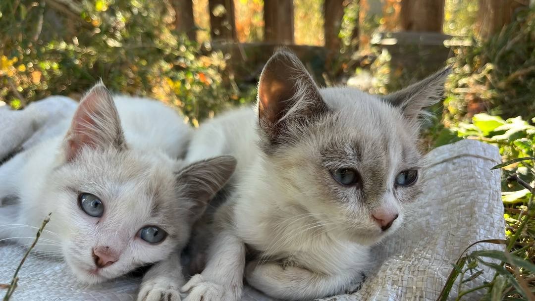 Котята в добрые руки