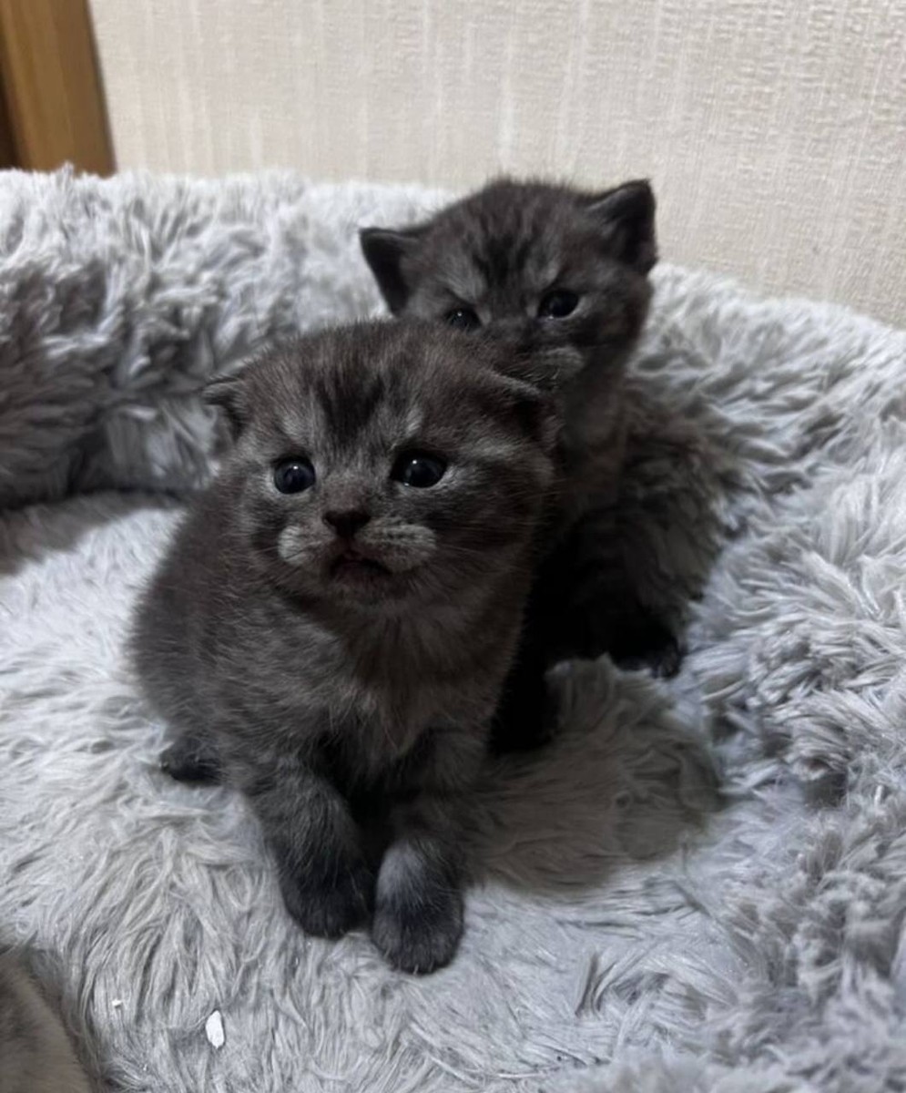 Вислоухие котята