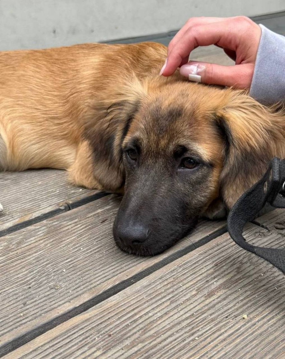 Пес в добрые руки