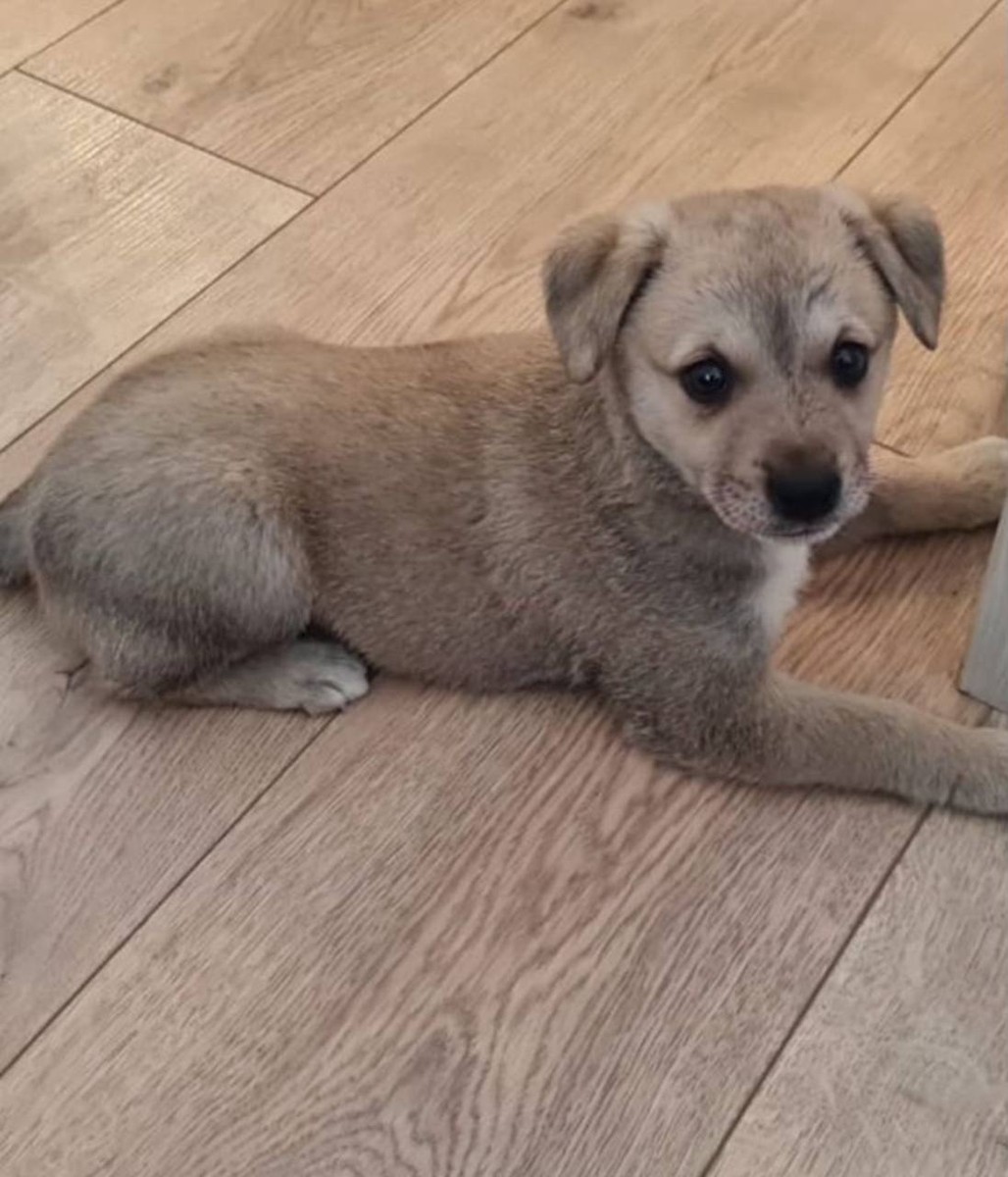 Щенок в добрые руки