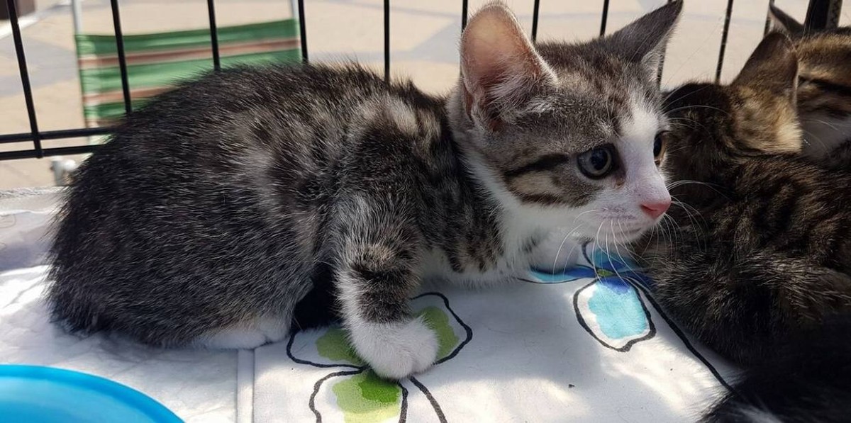 Котята в добрые руки