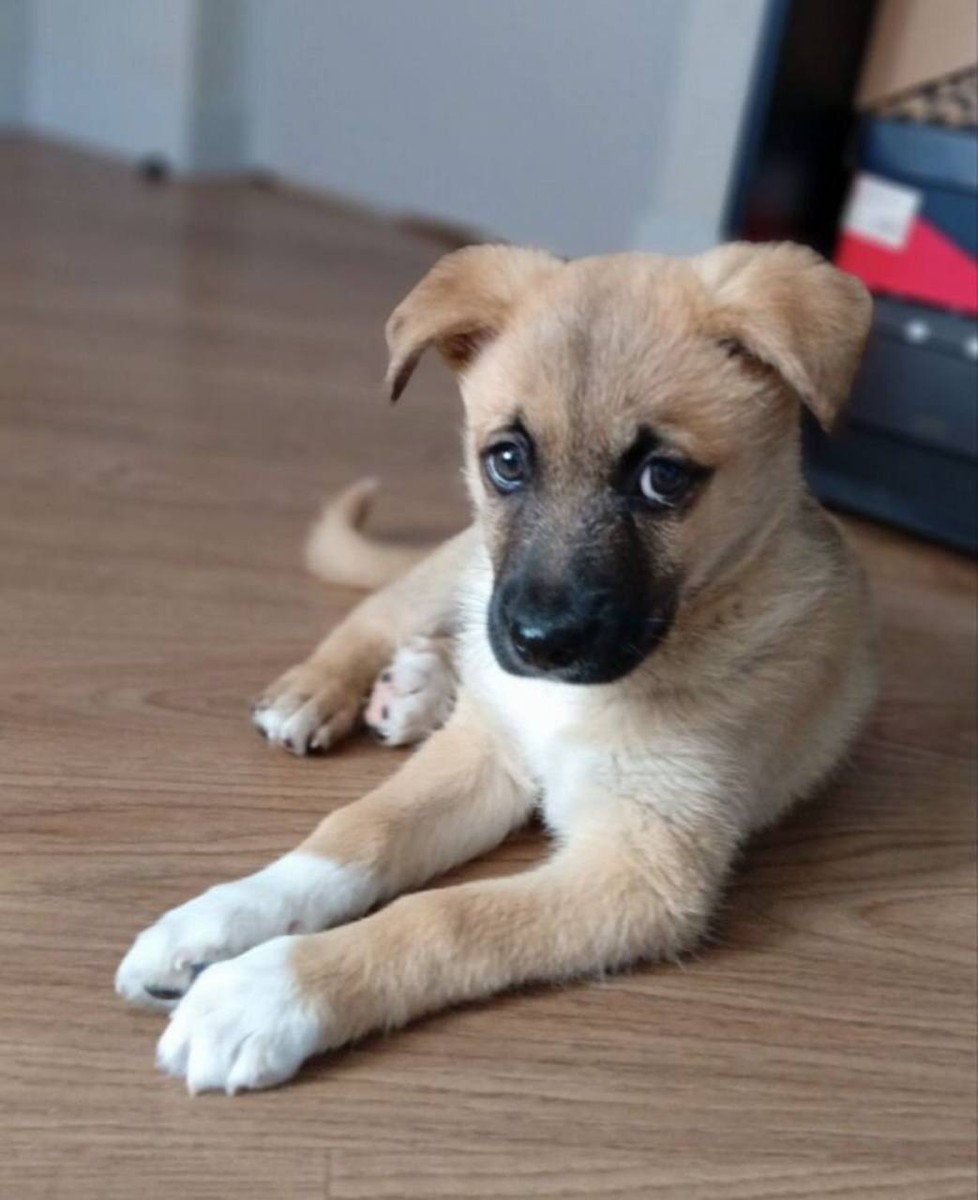 Щенок в добрые руки