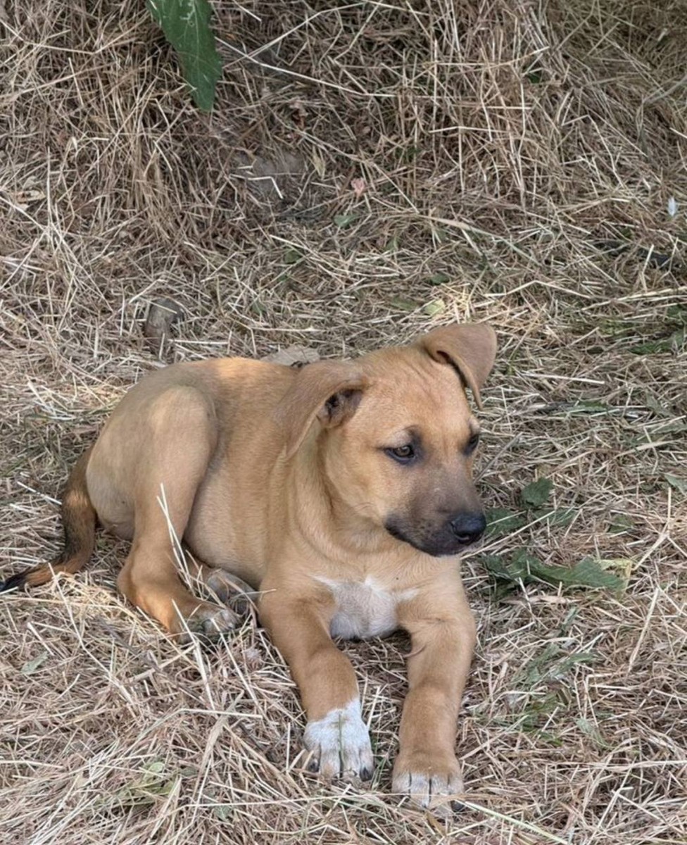 Щенок в добрые руки