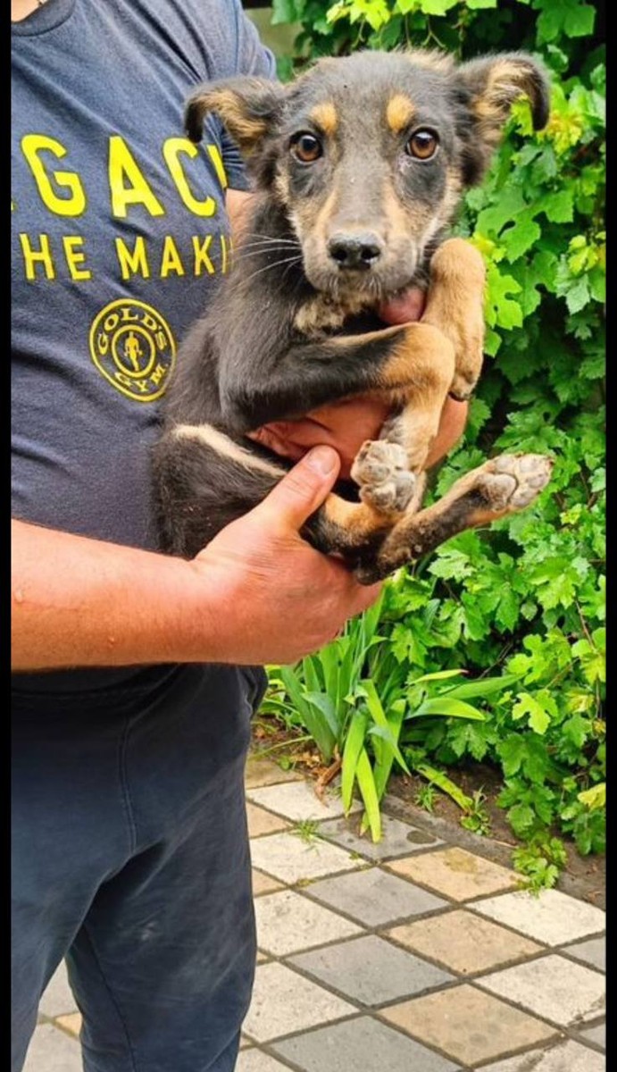 Щенок в добрые руки