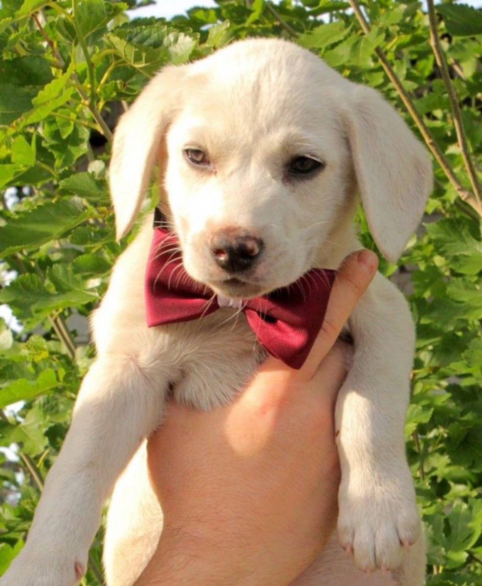 Щенок в добрые руки