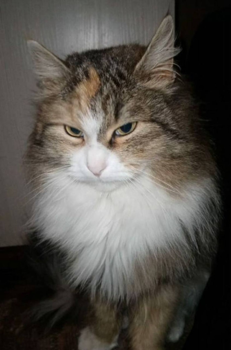 Кошечка в добрые руки