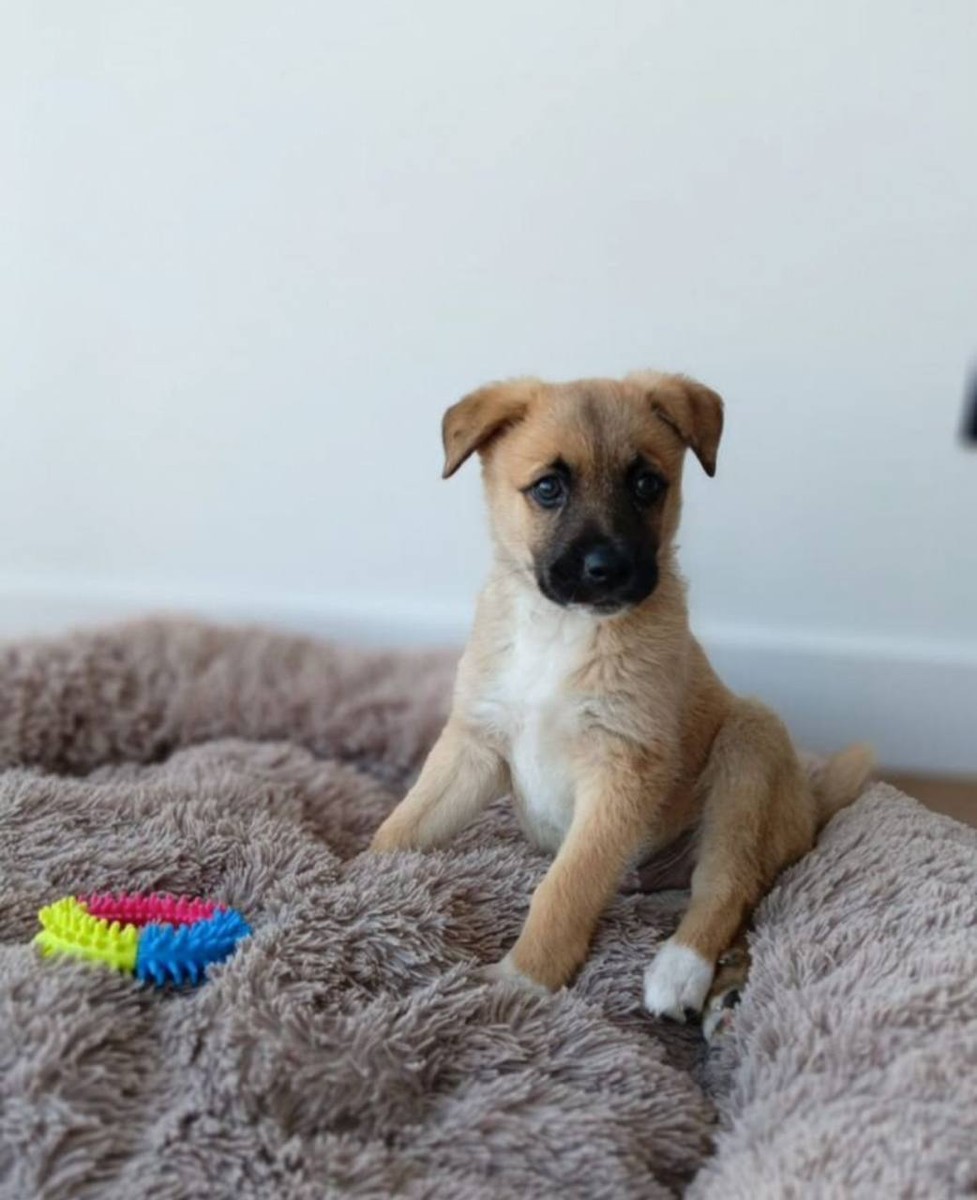 Щенок в добрые руки