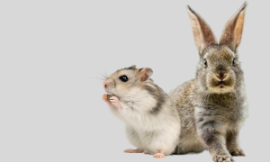 Rodents and Rabbits