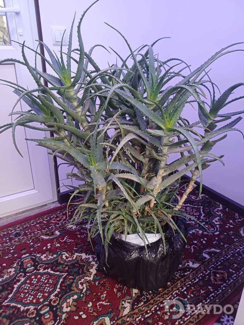 Гули Алоэ