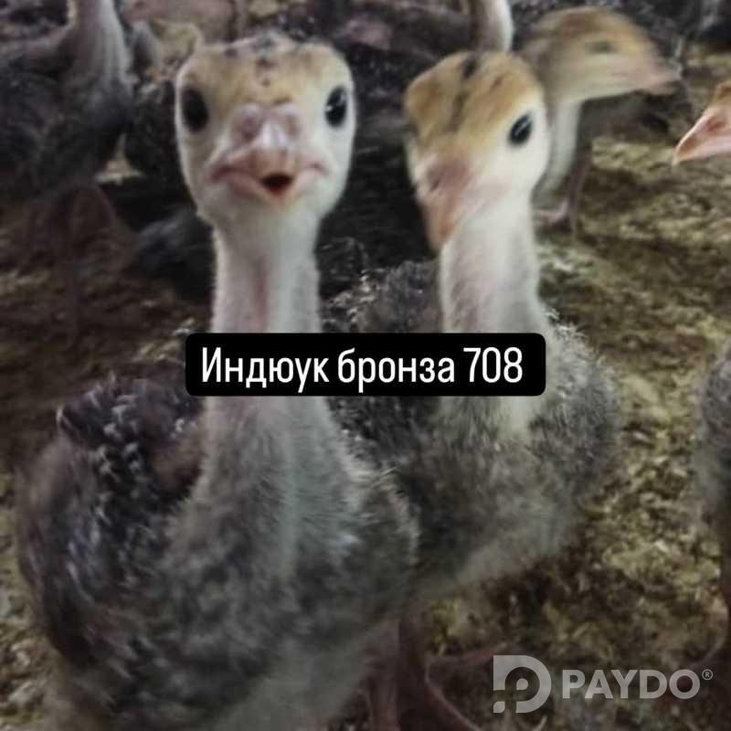 Чучаи индюк пародаи Бик шаш Ва Бронза
