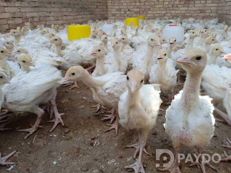 Чучаи индюк пародаи Бик шаш Ва Бронза