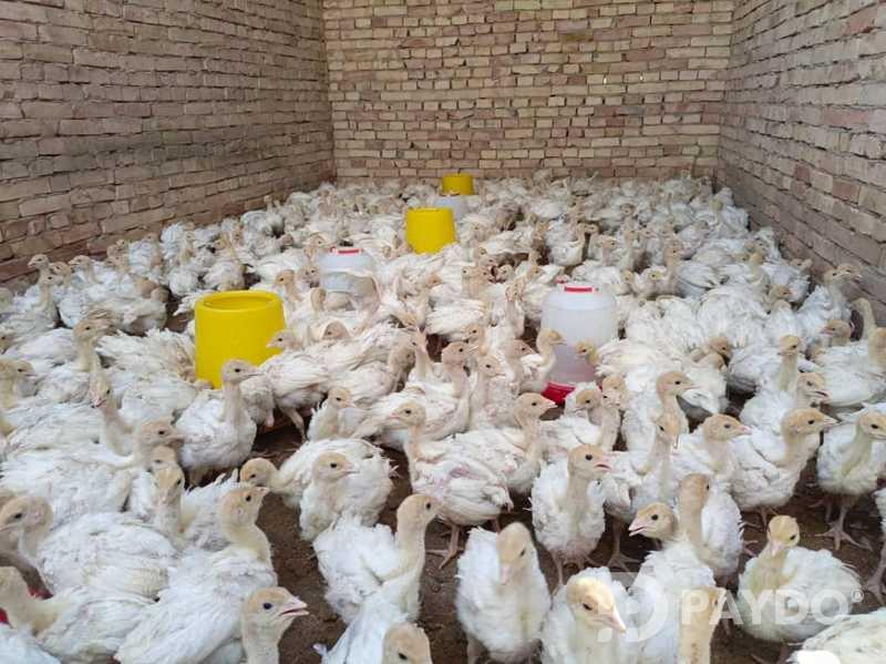Чучаи индюк пародаи Бик шаш Ва Бронза