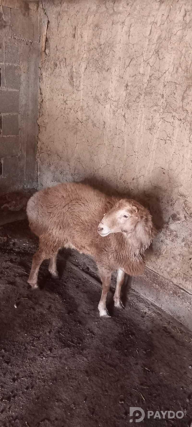 Кушкор барра