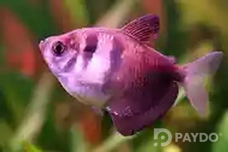 Fish