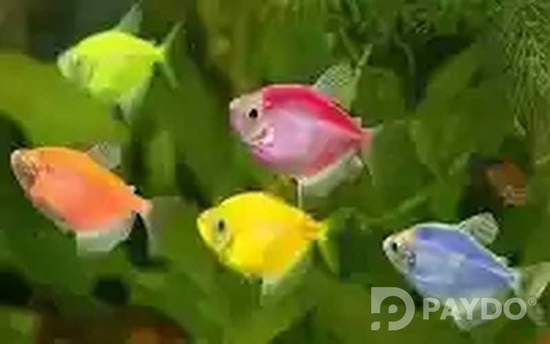 Fish