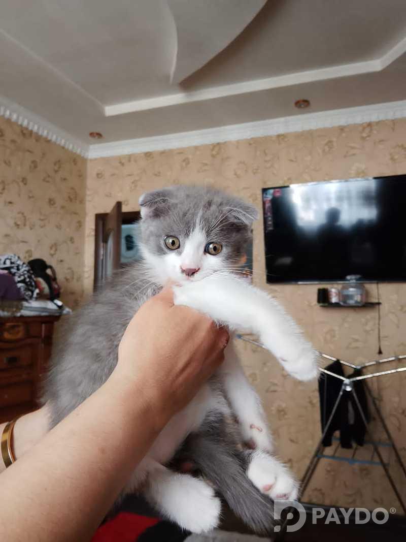 Котенок