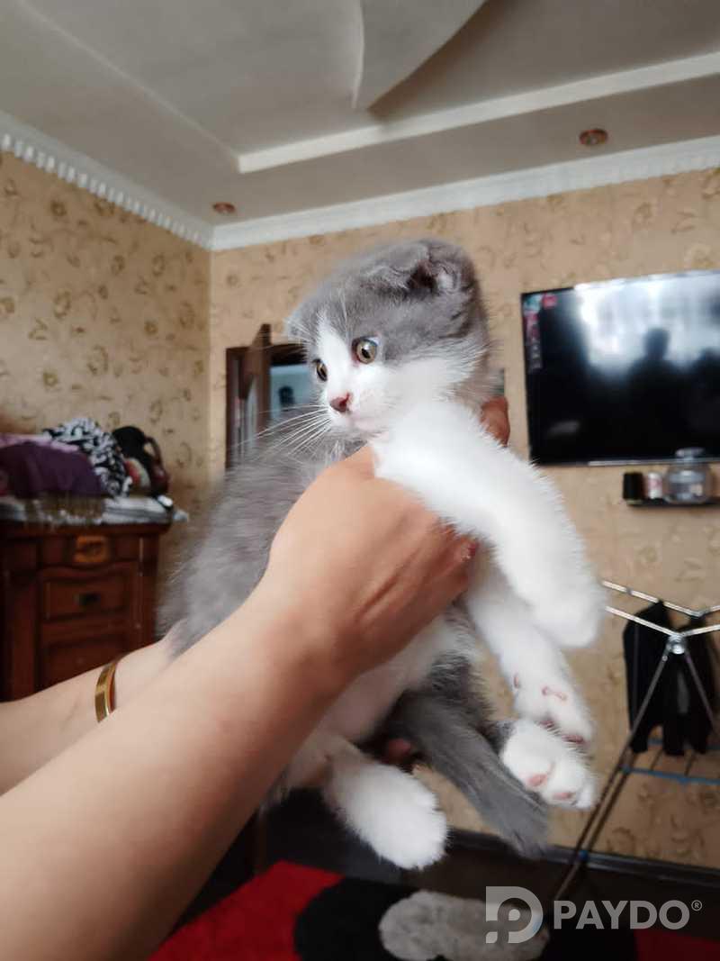 Котенок