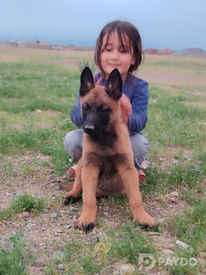 Бельгийская овчарка
