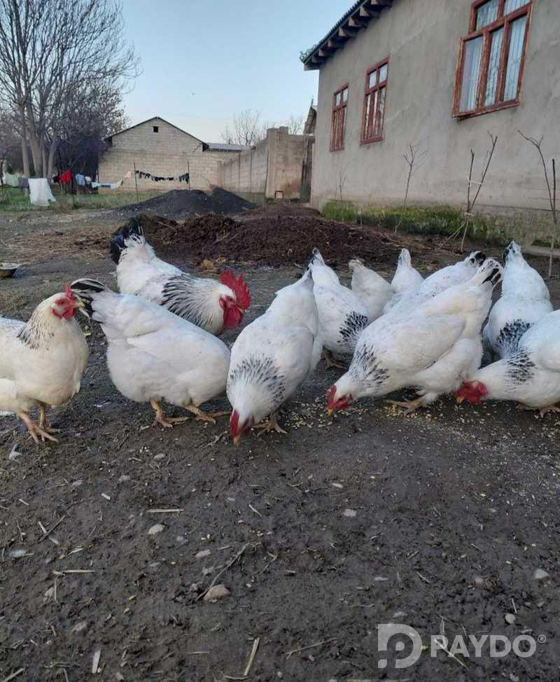 Чучаи рябушка