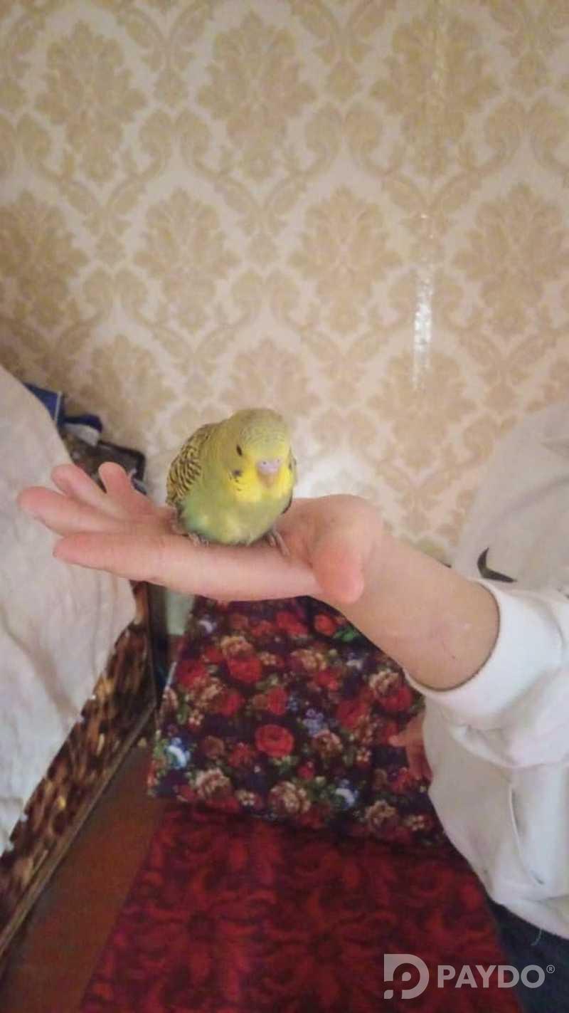 Попугайчик