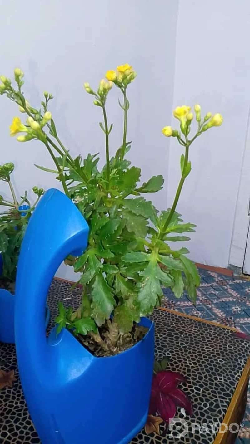 Каланхое