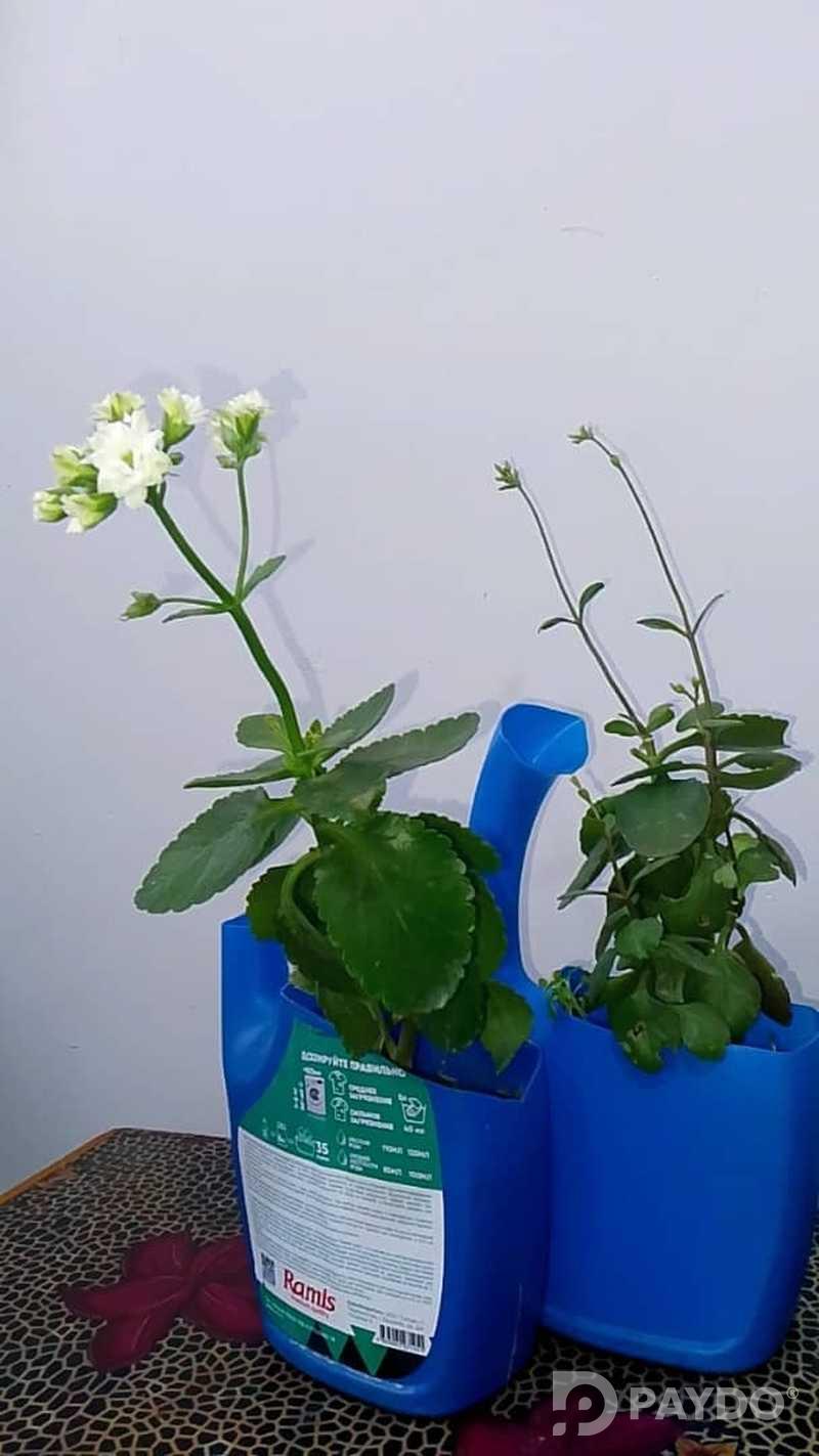 Каланхое