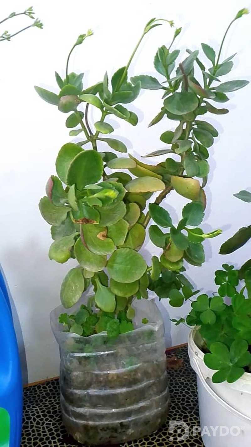 Каланхое