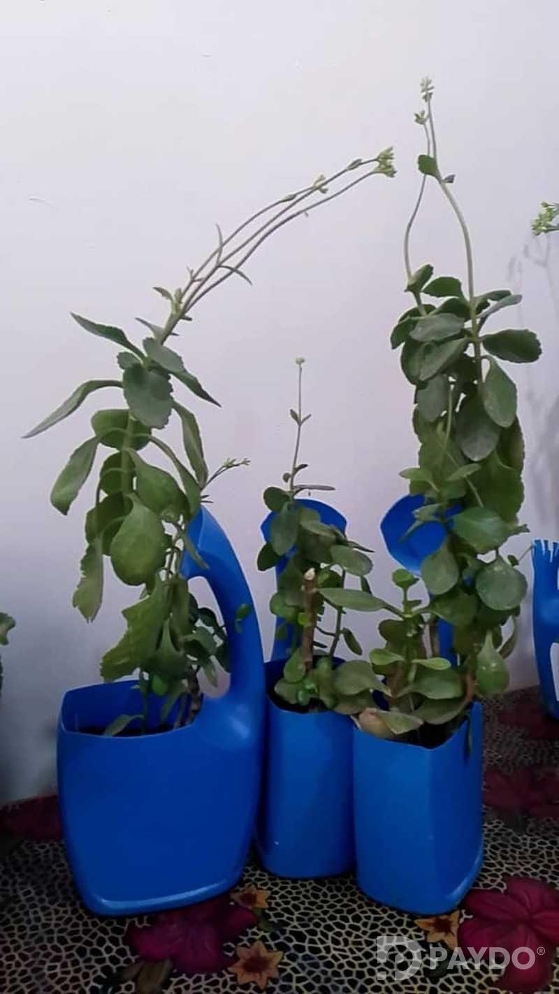 Каланхое