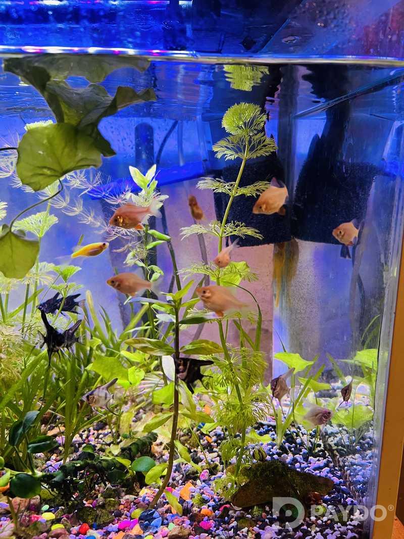 Fish