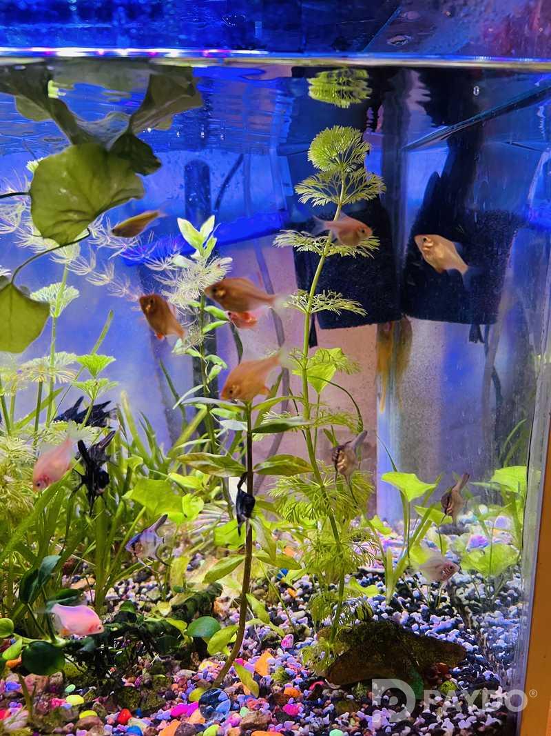 Fish