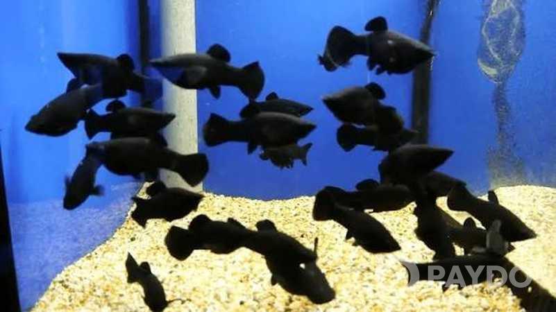 Fish