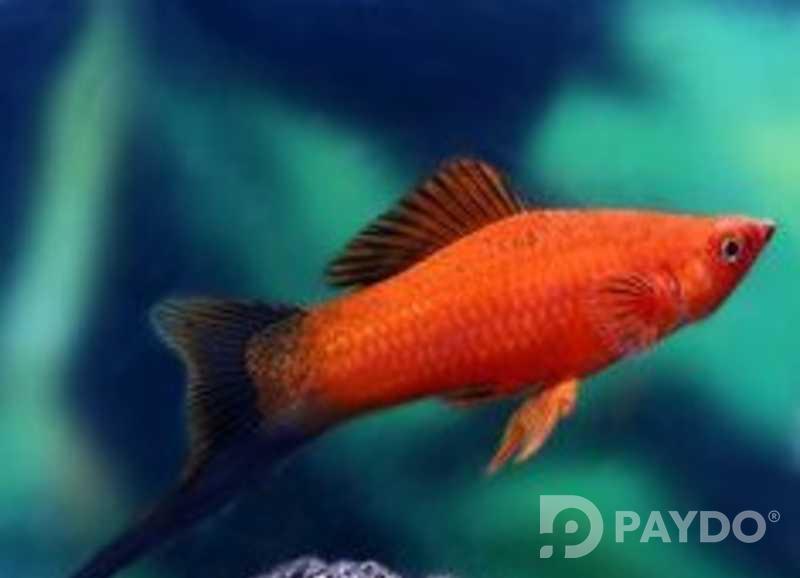 Fish