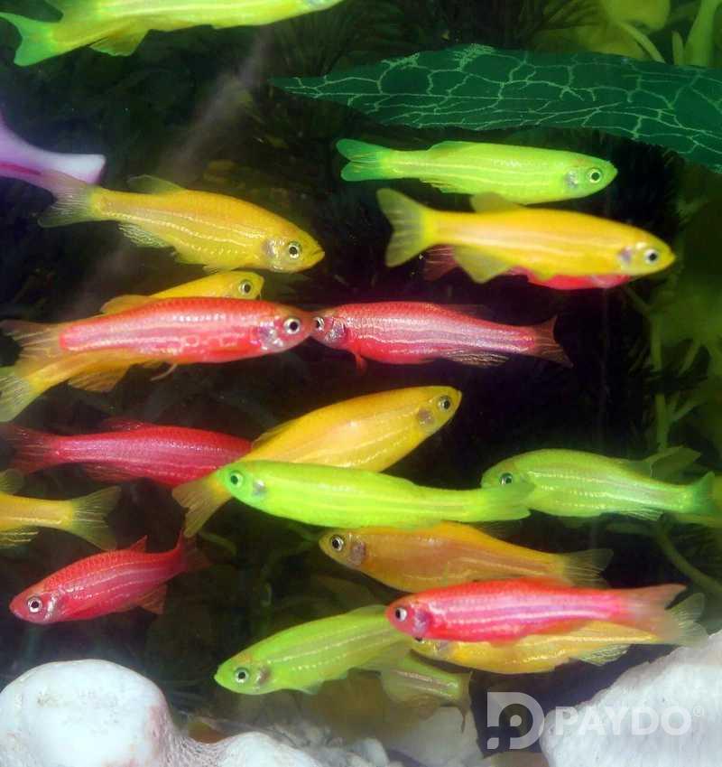 Fish