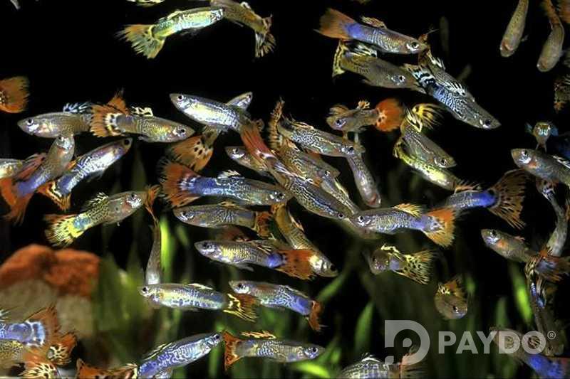 Fish