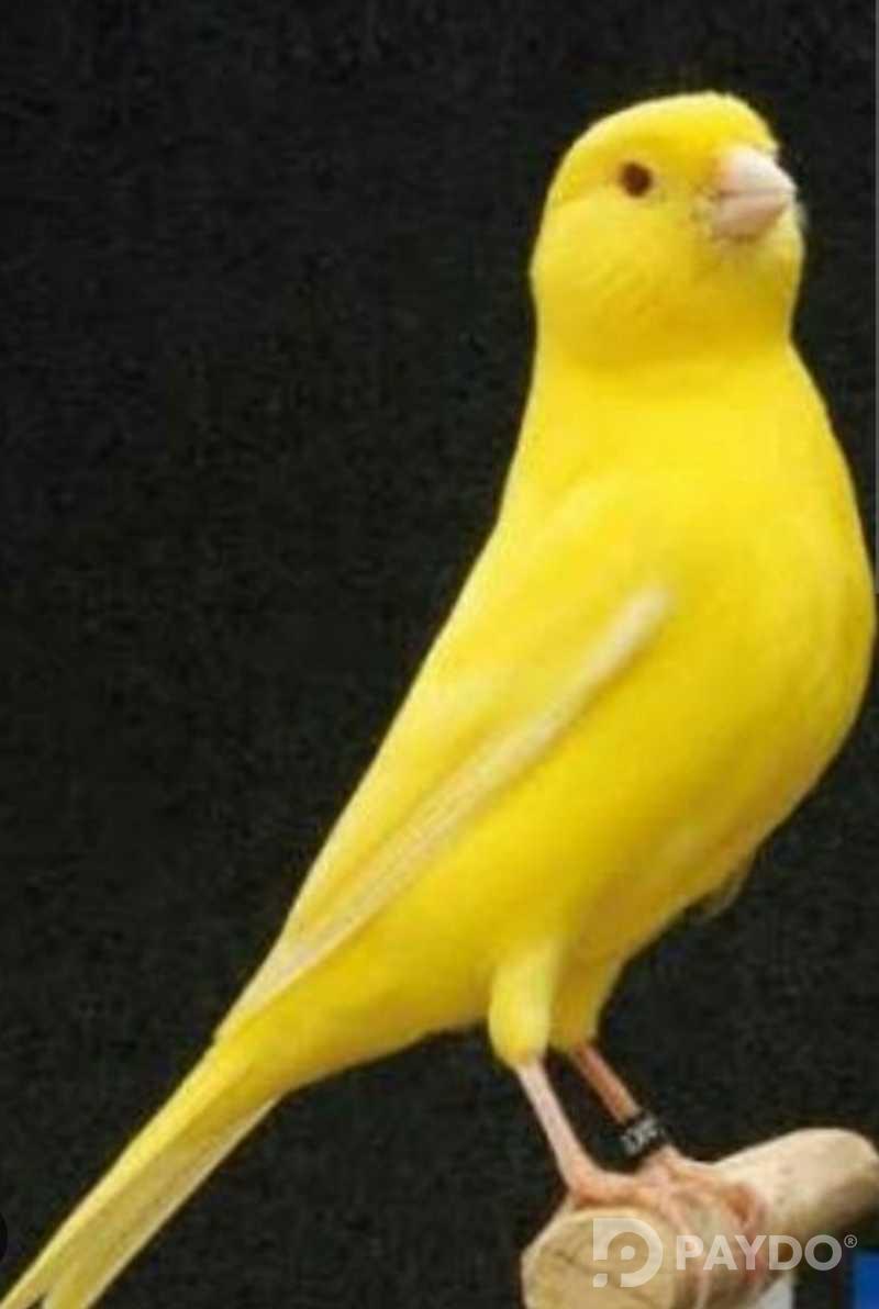 Канарейка