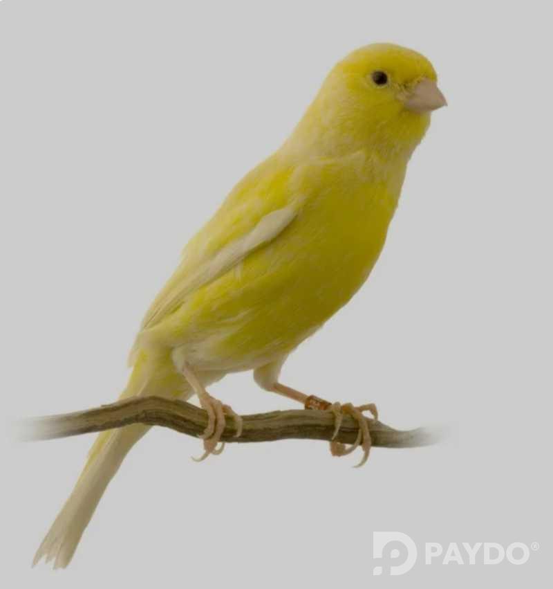 Канарейка